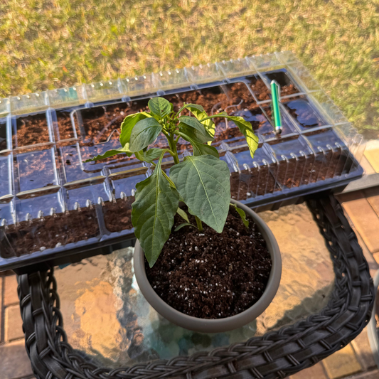 Growing Tomatoes and Peppers: Your Garden to Kitchen Journey